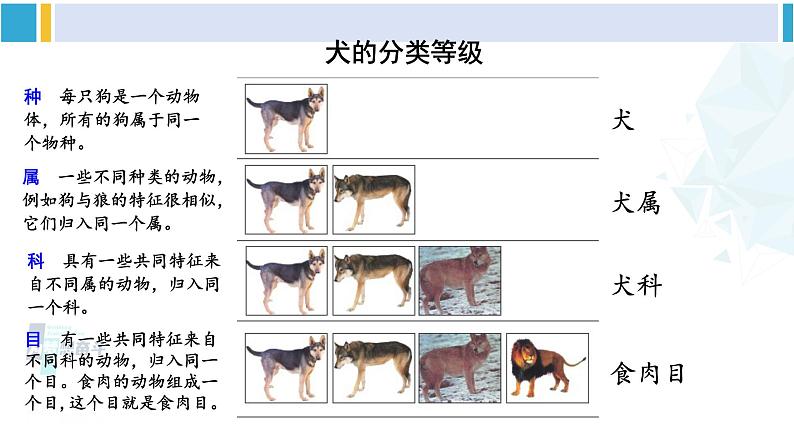 北师大版八年级生物下册 第7单元 生命的演化 第1节 生物的分类(课件)08