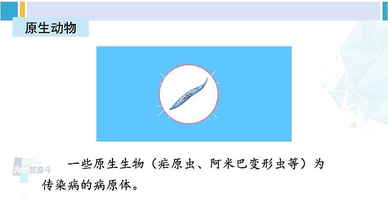 北师大版八年级生物下册 第7单元 生命的演化 章末复习(课件)第5页