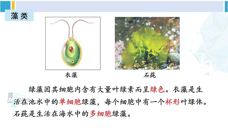 北师大版八年级生物下册 第7单元 生命的演化 章末复习(课件)第6页