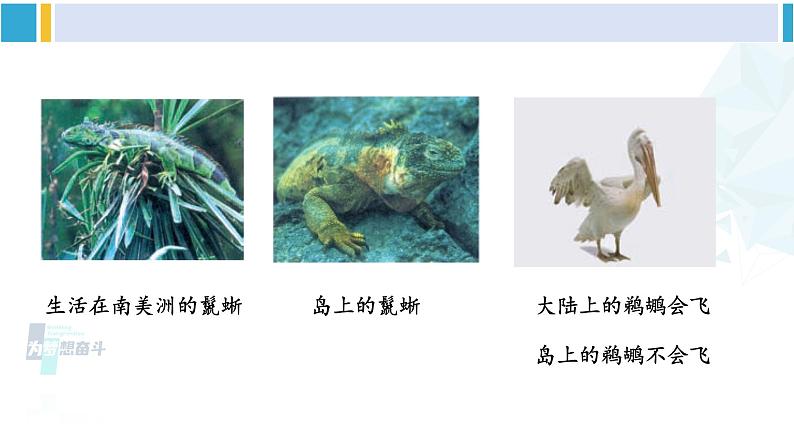 北师大版八年级生物下册 第7单元 生命的演化 第2课时 生物进化的原因(课件)第7页