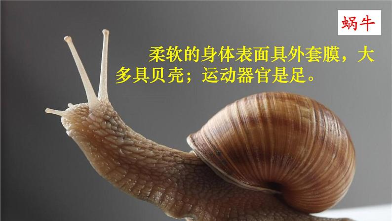 北师大版八年级生物下册 第7单元 生命的演化 第3课时 脊椎动物(课件)第5页