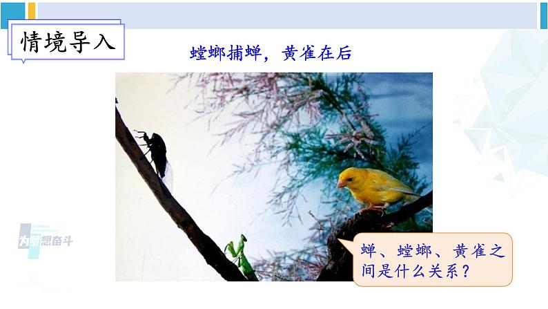 北师大版八年级生物下册 第8单元 生物与环境 第1课时 食物链和食物网(课件)第2页