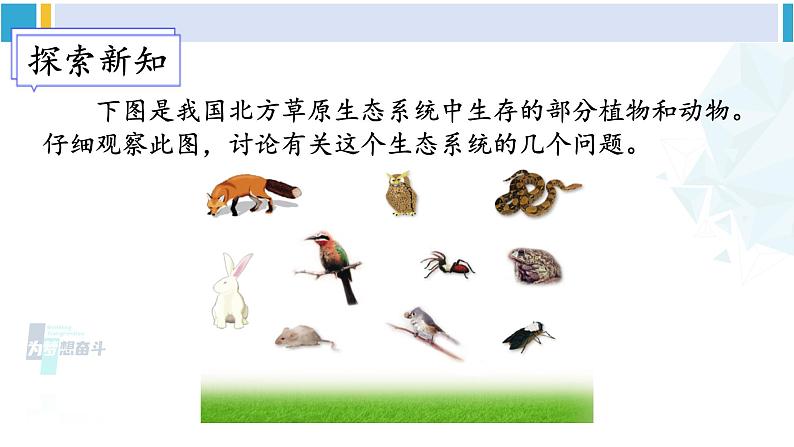 北师大版八年级生物下册 第8单元 生物与环境 第1课时 食物链和食物网(课件)第3页