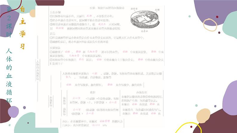4.10.2.2 人体的血液循环第2页