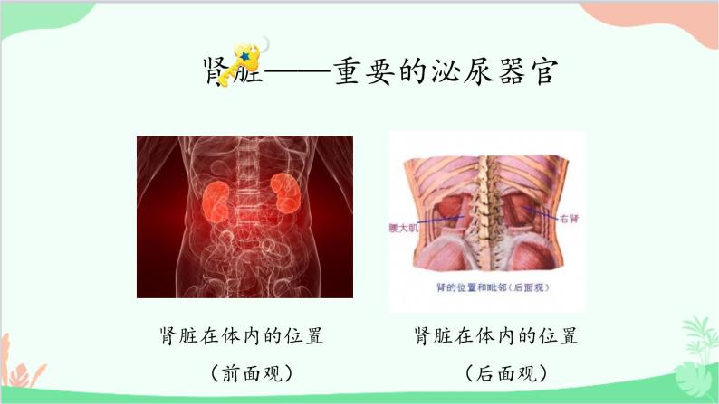 冀少版生物七年级下册 3.2.1 肾脏课件05