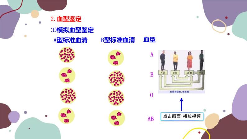 苏教版生物七年级下册第十章 血液和血型 第二课时课件05