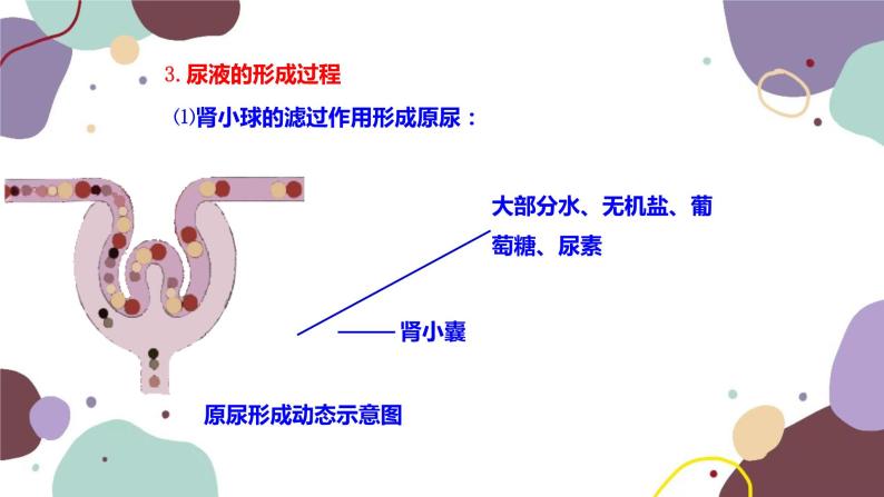 苏教版生物七年级下册第十一章 人体废物的排出课件08