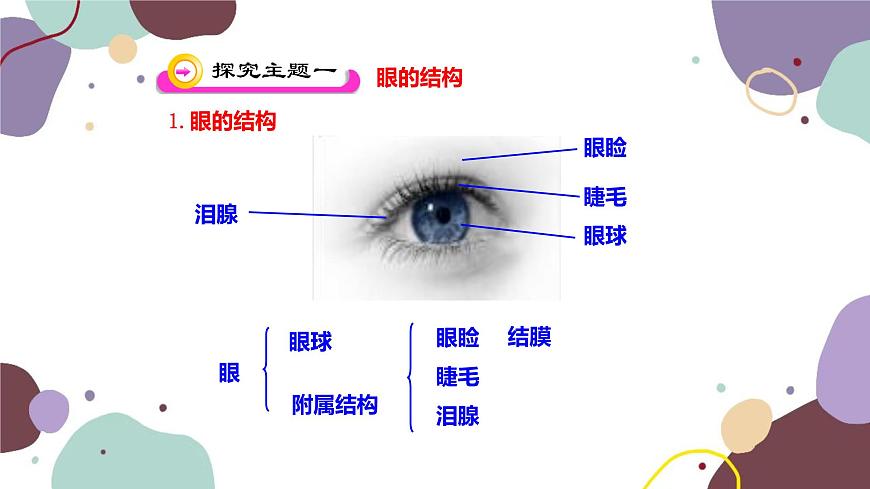 蘇教版生物七年級下冊第十二章 人體感知信息 第一課時課件第4頁