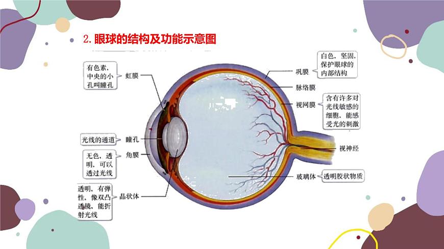 蘇教版生物七年級下冊第十二章 人體感知信息 第一課時課件第5頁