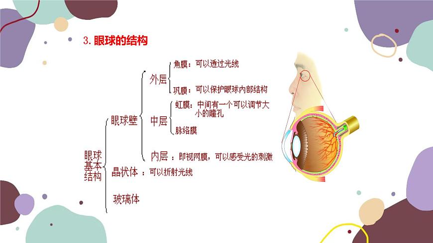 蘇教版生物七年級下冊第十二章 人體感知信息 第一課時課件第6頁