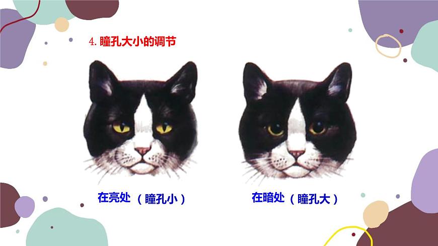 蘇教版生物七年級下冊第十二章 人體感知信息 第一課時課件第7頁