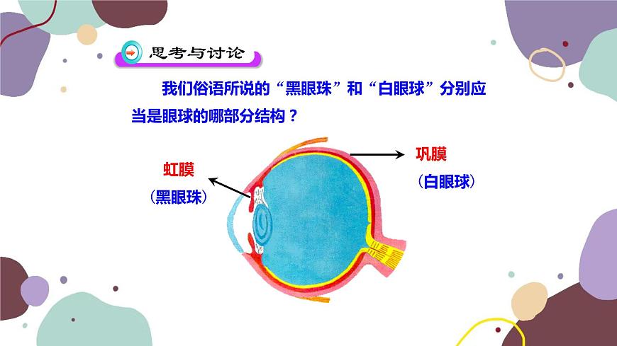 蘇教版生物七年級下冊第十二章 人體感知信息 第一課時課件第8頁