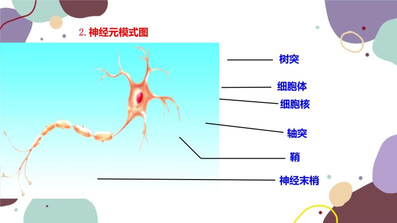 苏教版生物七年级下册第十二章 人体的神经调节 第一课时课件06