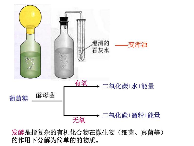 5.4.5++人类对细菌和真菌的利用++课件-2023-2024学年人教版生物八年级上册08