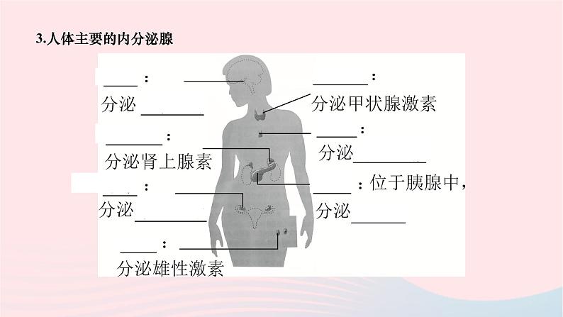 2024七年级生物下册第四单元生物圈中的人第六章人体生命活动的调节第四节激素调节作业课件新版新人教版第3页