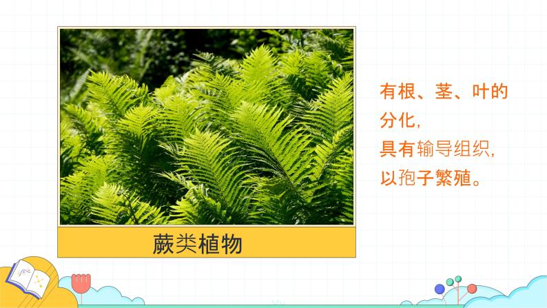 3.1.2++种子植物（双子叶植物）课件-2023-2024学年人教版生物七年级上册03