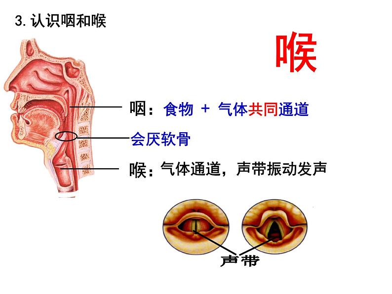 10.2.1呼吸系统课件2023--2024学年北师大版生物七年级下册第8页