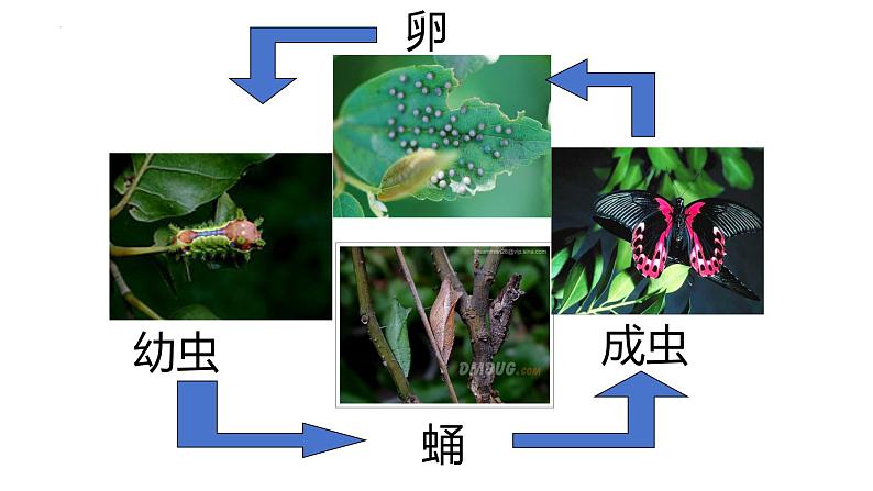 7.1.2昆虫的生殖和发育课件2023--2024学年人教版生物八年级下册 (1)03