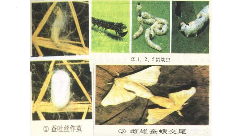 7.1.2昆虫的生殖和发育课件2023--2024学年人教版生物八年级下册 (1)04