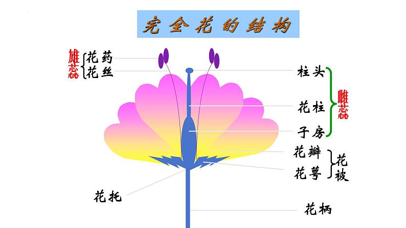 7.1.1-植物的生殖课件2023--2024学年人教版生物八年级下册第7页
