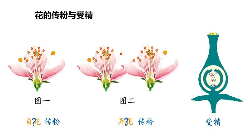 7.1.1-植物的生殖课件2023--2024学年人教版生物八年级下册第8页