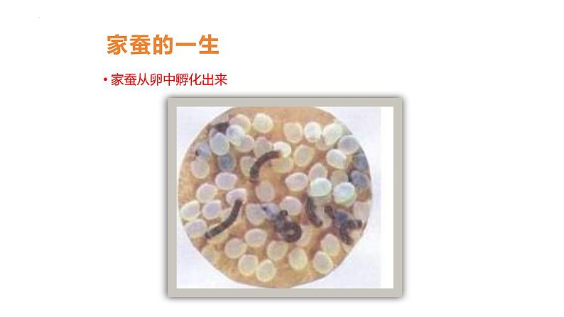 7.1.2++昆虫的生殖和发育++课件-2023-2024学年人教版生物八年级下册第3页