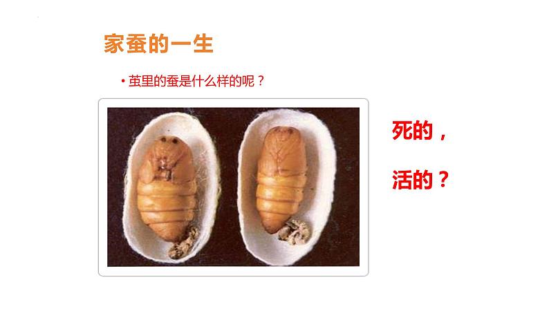 7.1.2++昆虫的生殖和发育++课件-2023-2024学年人教版生物八年级下册第6页