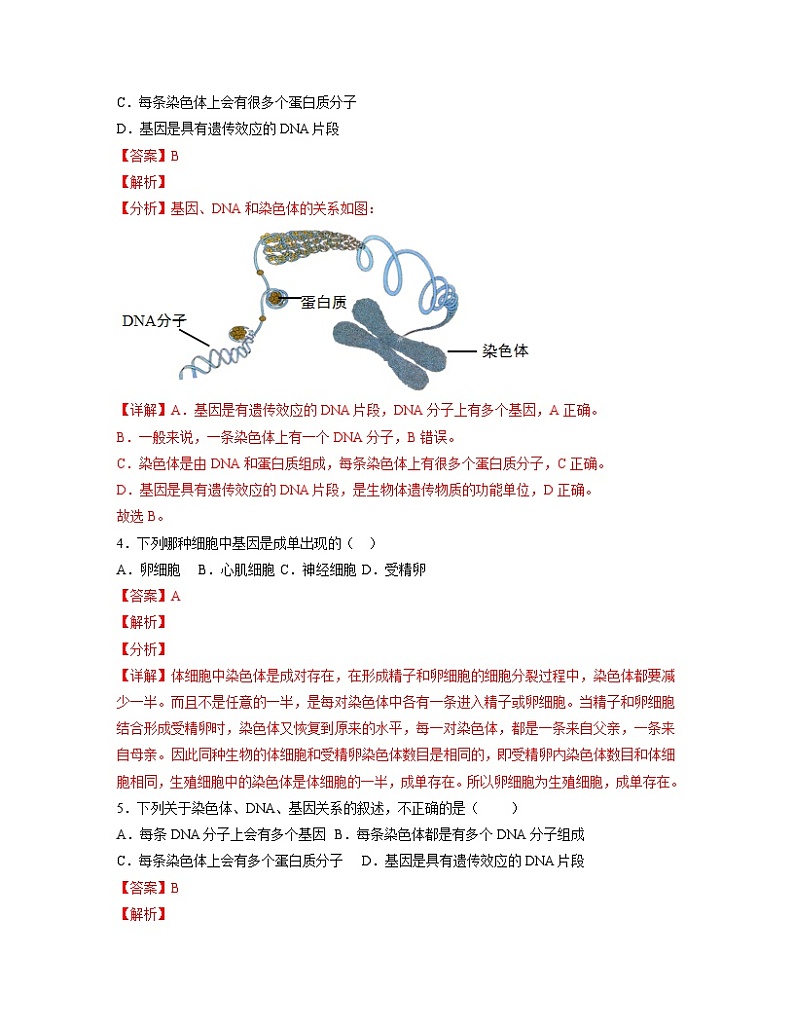 人教版八年级下册生物1.2.2 基因在亲子代间的传递(分层练)(解析版)02