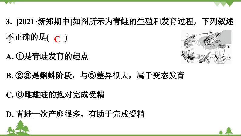 人教版生物八年级下册 第7单元 第1章 第3节 两栖动物的生殖和发育习题课件04