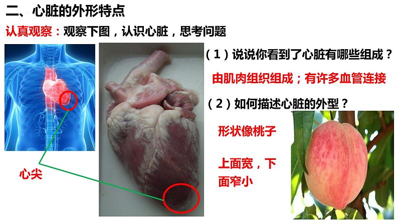 人教版生物七年级下册 4.4.3 输送血液的泵——心脏(第1课时) 同步课件+视频素材04