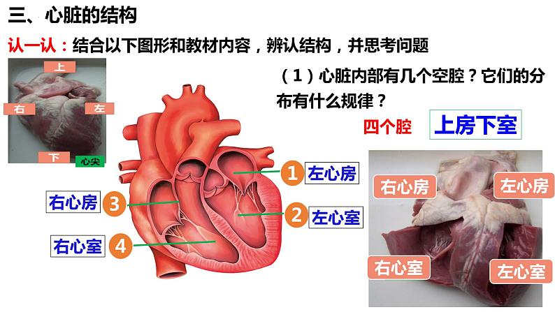 人教版生物七年级下册 4.4.3 输送血液的泵——心脏(第1课时) 同步课件+视频素材06