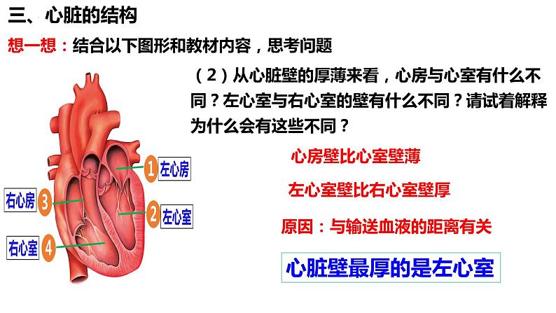 人教版生物七年级下册 4.4.3 输送血液的泵——心脏(第1课时) 同步课件+视频素材08