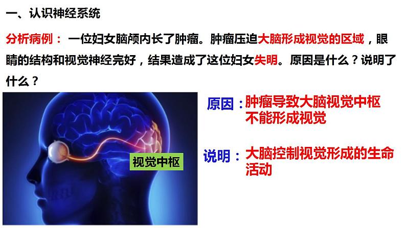 人教版生物七年级下册 4.6.2 神经系统的组成 同步课件第3页