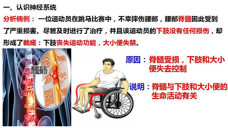 人教版生物七年级下册 4.6.2 神经系统的组成 同步课件第4页