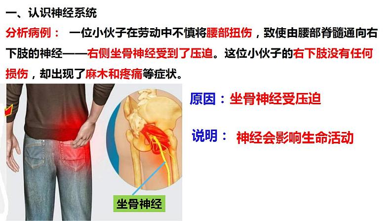 人教版生物七年级下册 4.6.2 神经系统的组成 同步课件第5页
