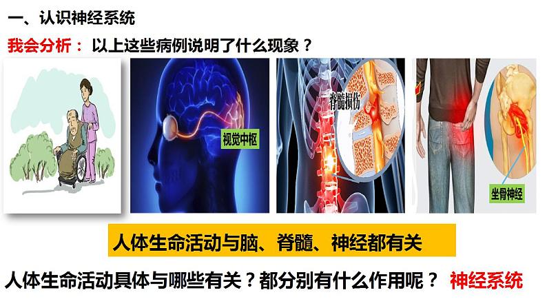 人教版生物七年级下册 4.6.2 神经系统的组成 同步课件第6页