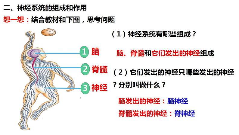 人教版生物七年级下册 4.6.2 神经系统的组成 同步课件第7页