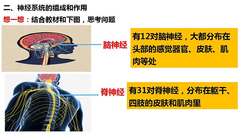 人教版生物七年级下册 4.6.2 神经系统的组成 同步课件第8页