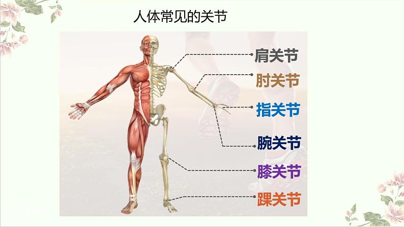 5.2.1动物的运动课件2023--2024学年人教版生物八年级上册第8页