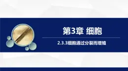 2.3.3++细胞通过分裂而增殖++课件-2023-2024学年北师大版生物七年级上册