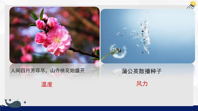 1.1.2++生物与环境的相互影响(第一课时)课件-2023-2024学年北师大版生物七年级上册第8页