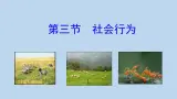 7.2.3社会行为---2023-2024学年鲁科版（五四版）生物学八年级上册课件