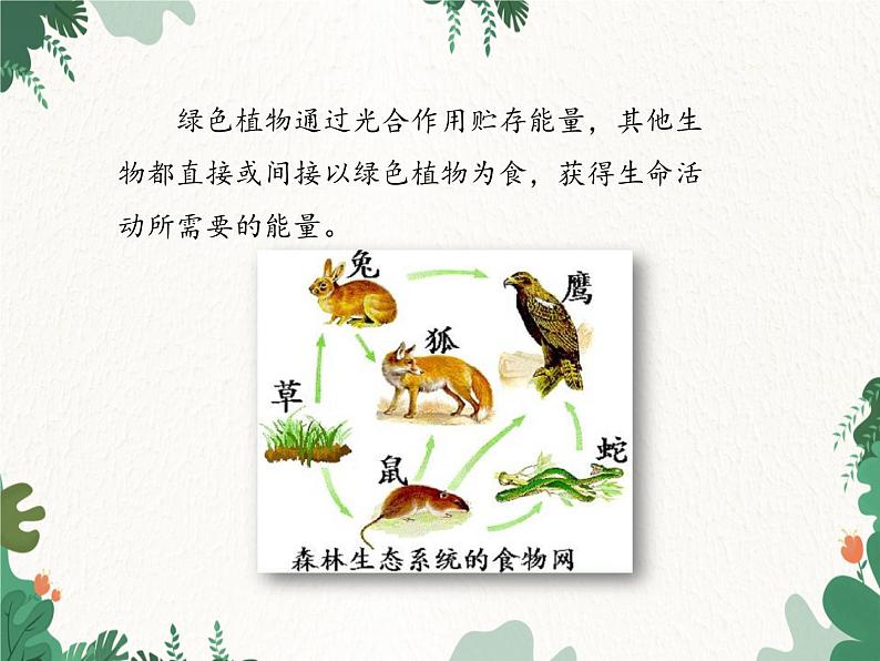 济南版生物七年级上册 第二单元第一章第五节绿色植物在生物圈中的作用课件第5页