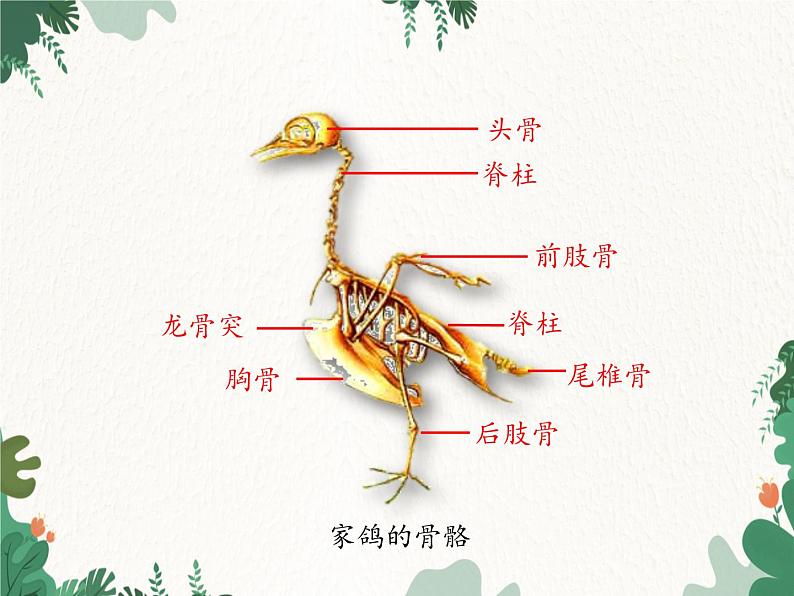 济南版生物七年级上册 第二单元第二章第二课时第二节脊椎动物的主要类群课件第5页