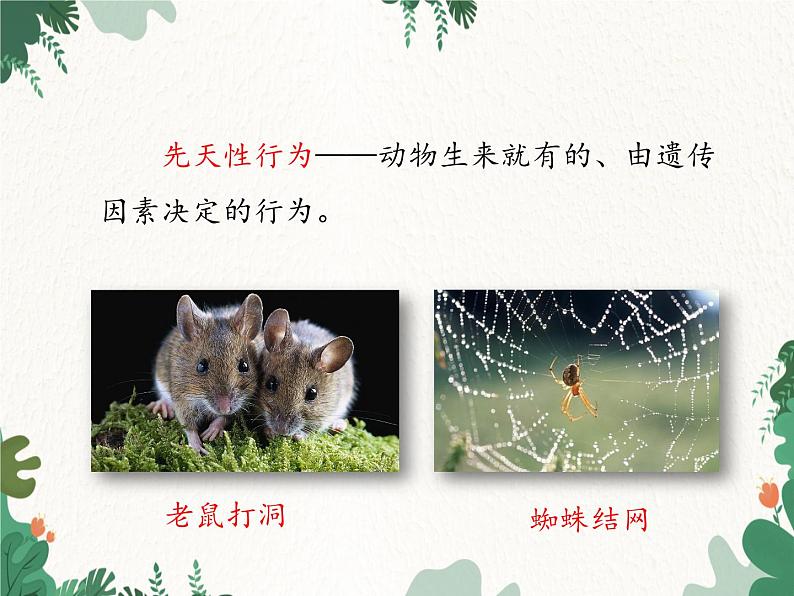 济南版生物七年级上册 第二单元第二章第四节动物的行为课件08