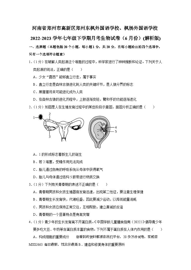 31,河南省郑州市高新区郑州东枫外国语学校、枫杨外国语学校2022-2023学年七年级下学期月考生物试卷(6月份)第1页