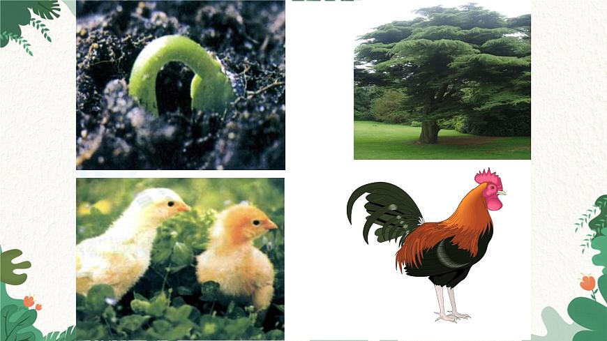 人教版生物七年級上冊 2.2.1 細(xì)胞通過分裂產(chǎn)生新細(xì)胞課件第6頁