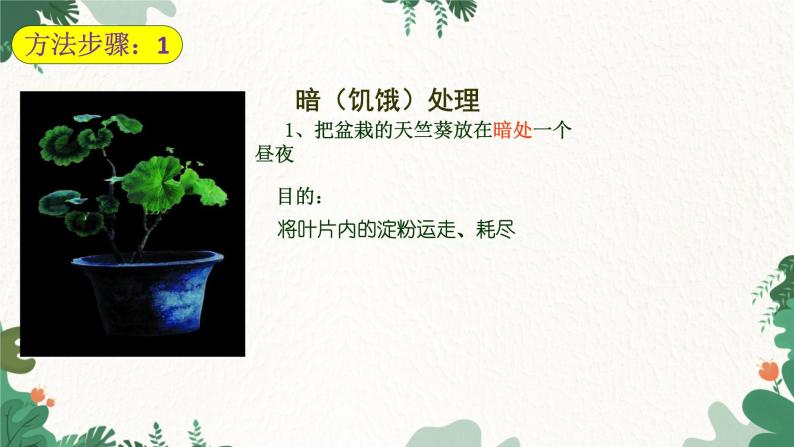人教版生物七年级上册 3.4 绿色植物是生物圈中有机物的制造者课件07