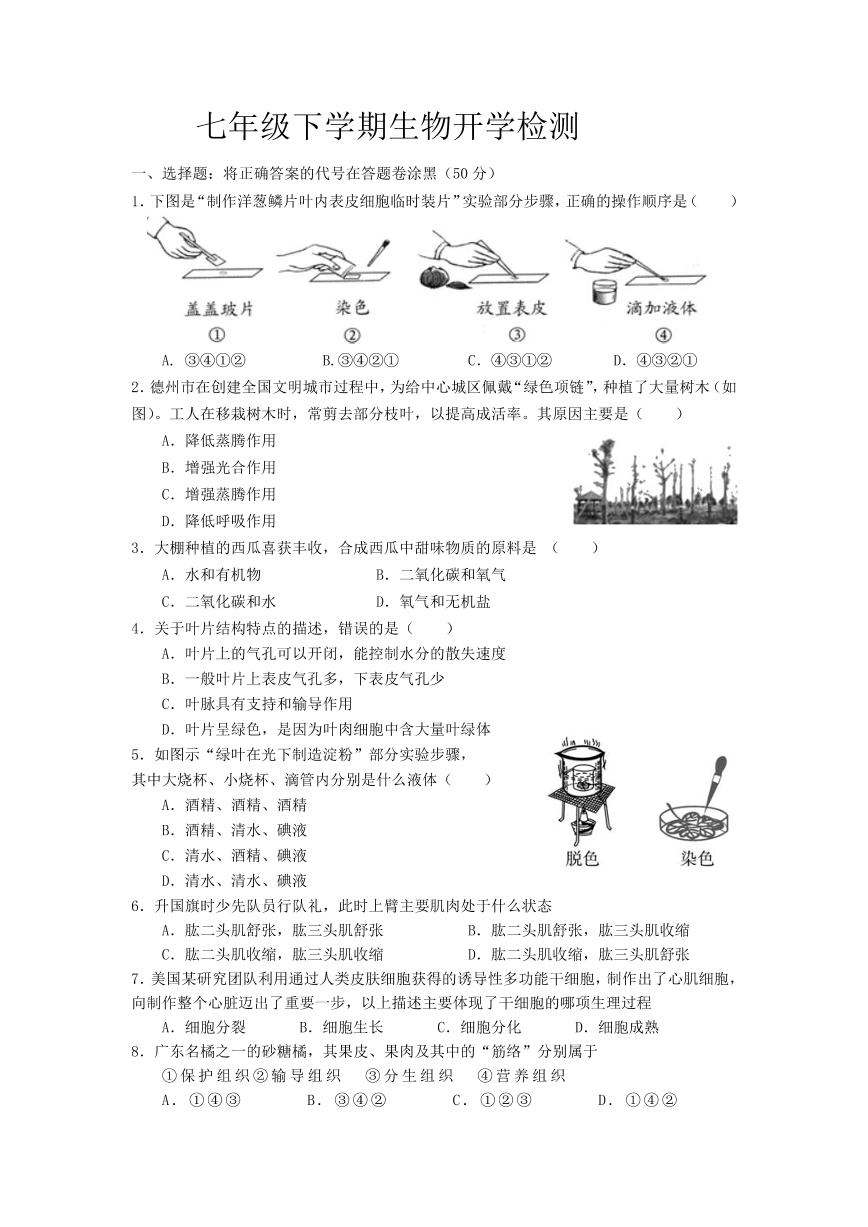 34，山东省齐河县马集乡中学2023-2024学年七年级下学期开学摸底考试生物试题