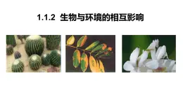 1.1.2生物与环境的相互影响课件2023--2024学年北师大版生物七年级上册